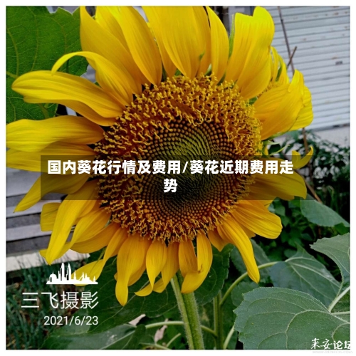 国内葵花行情及费用/葵花近期费用走势-第2张图片
