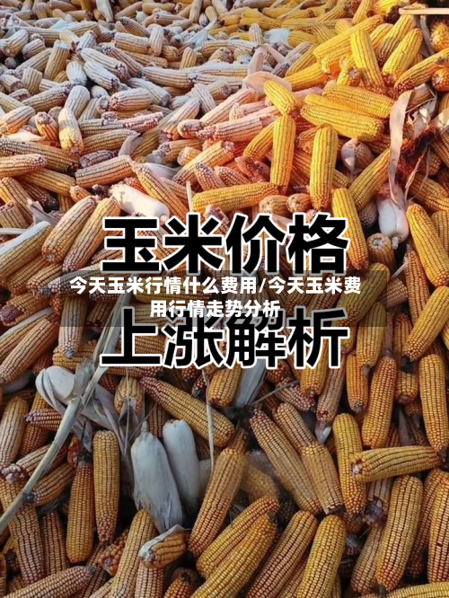 今天玉米行情什么费用/今天玉米费用行情走势分析