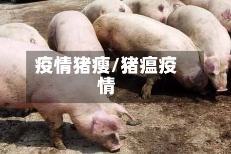 疫情猪瘦/猪瘟疫情-第2张图片