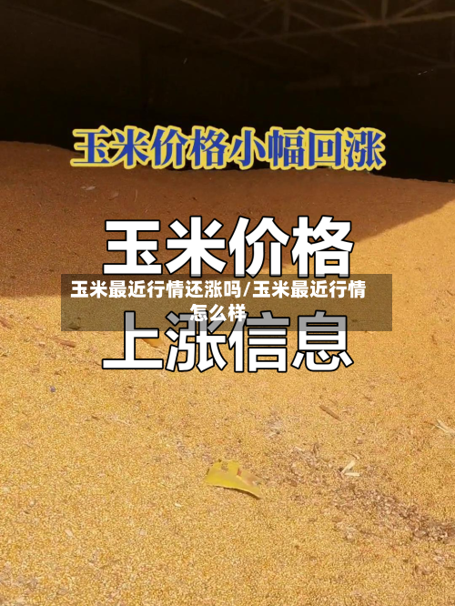 玉米最近行情还涨吗/玉米最近行情怎么样-第2张图片
