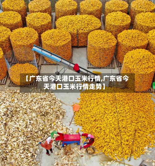 【广东省今天港口玉米行情,广东省今天港口玉米行情走势】