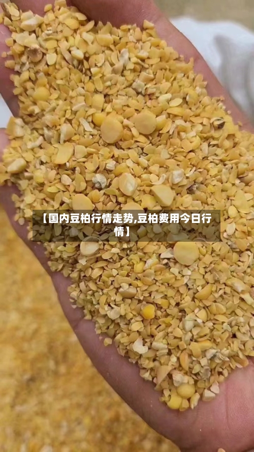 【国内豆柏行情走势,豆柏费用今日行情】