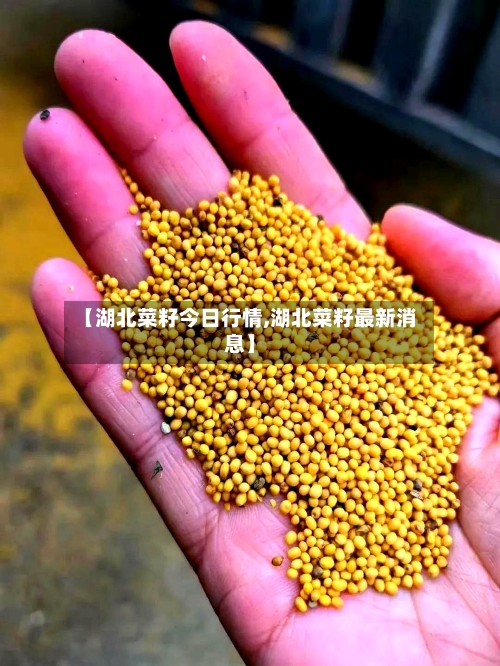 【湖北菜籽今日行情,湖北菜籽最新消息】
