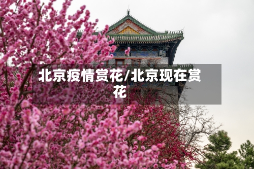 北京疫情赏花/北京现在赏花-第3张图片