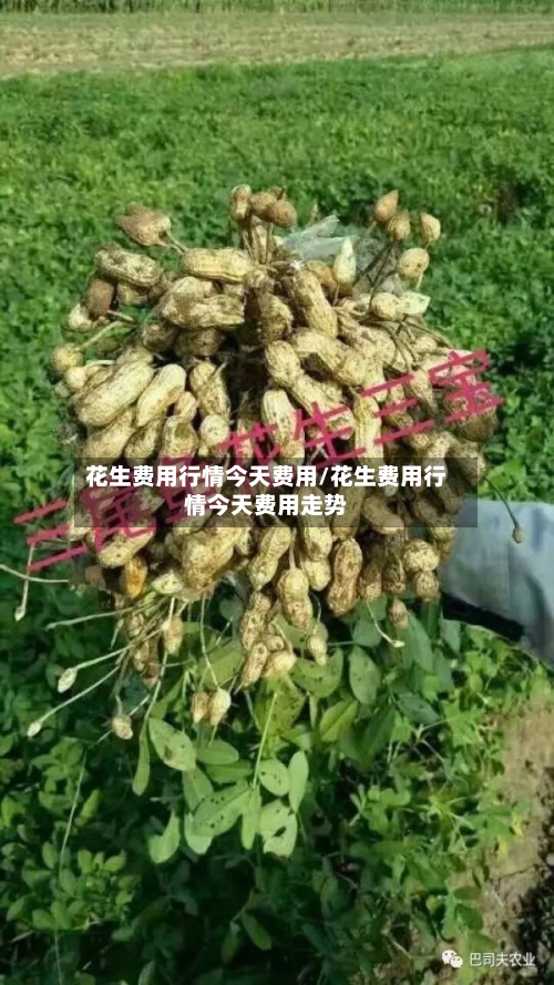 花生费用行情今天费用/花生费用行情今天费用走势