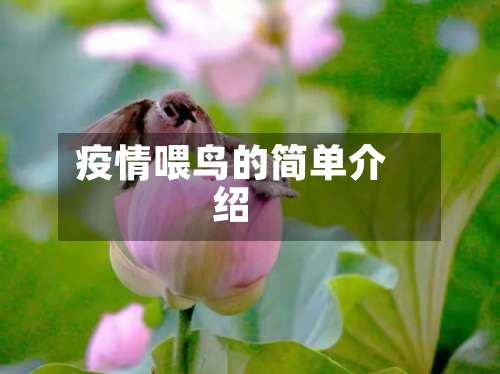 疫情喂鸟的简单介绍-第3张图片