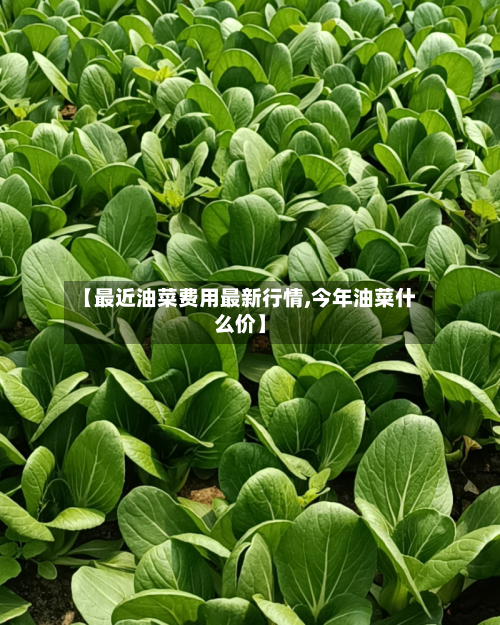 【最近油菜费用最新行情,今年油菜什么价】