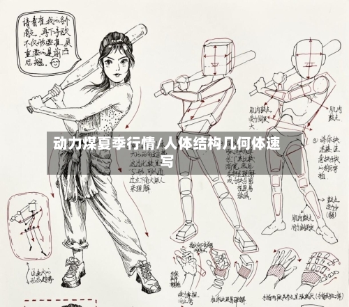 动力煤夏季行情/人体结构几何体速写