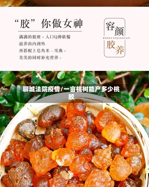 聊城法院疫情/一亩桃树能产多少桃胶