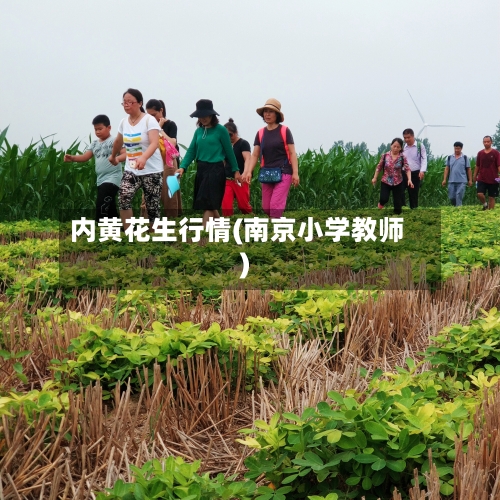 内黄花生行情(南京小学教师)-第3张图片