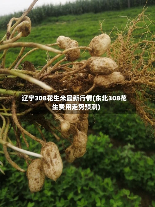 辽宁308花生米最新行情(东北308花生费用走势预测)