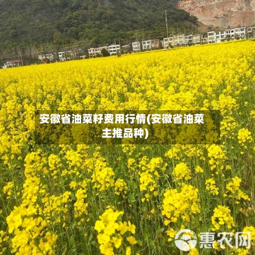 安徽省油菜籽费用行情(安徽省油菜主推品种)-第2张图片