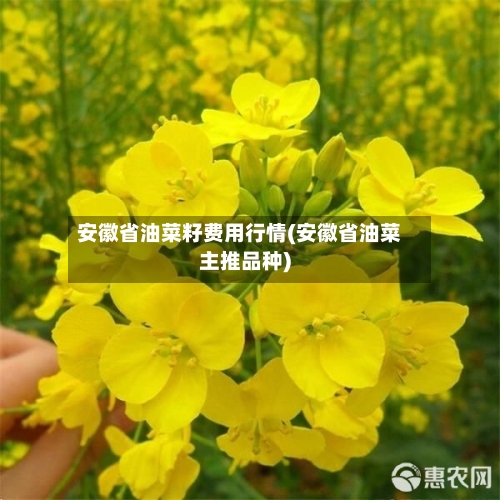 安徽省油菜籽费用行情(安徽省油菜主推品种)