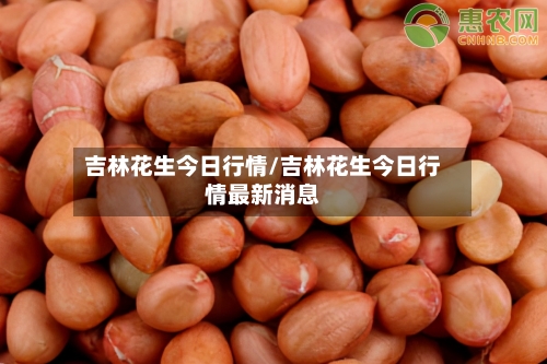 吉林花生今日行情/吉林花生今日行情最新消息-第2张图片