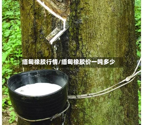 缅甸橡胶行情/缅甸橡胶价一吨多少