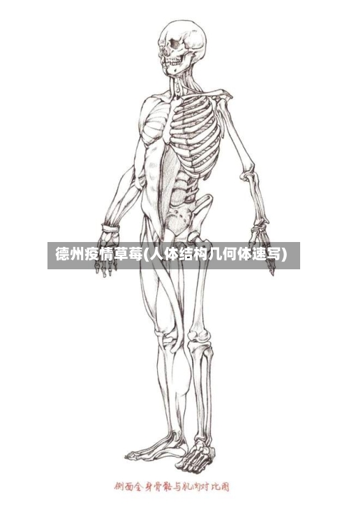 德州疫情草莓(人体结构几何体速写)