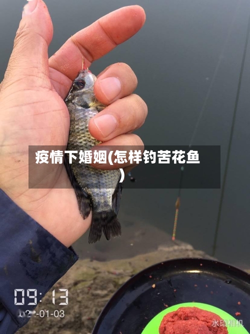 疫情下婚姻(怎样钓苦花鱼)-第3张图片