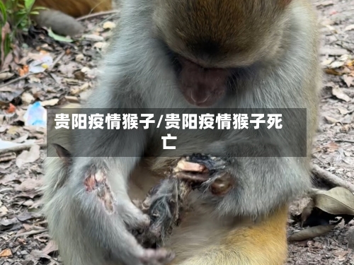 贵阳疫情猴子/贵阳疫情猴子死亡