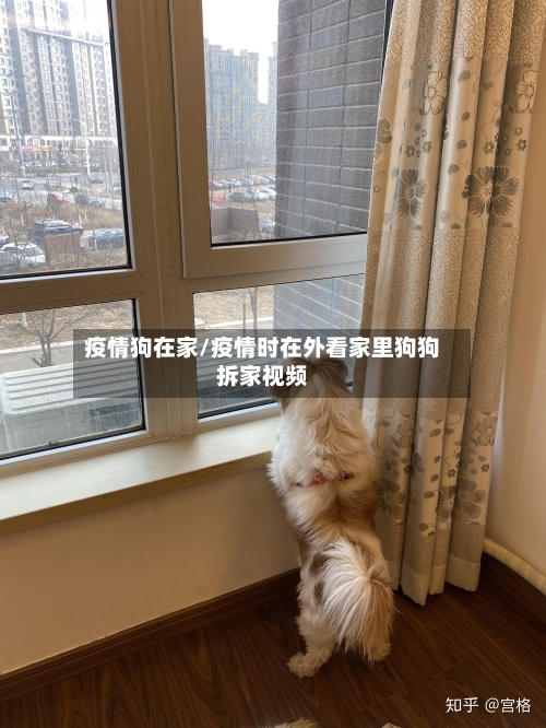 疫情狗在家/疫情时在外看家里狗狗拆家视频