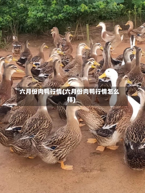 六月份肉鸭行情(六月份肉鸭行情怎么样)