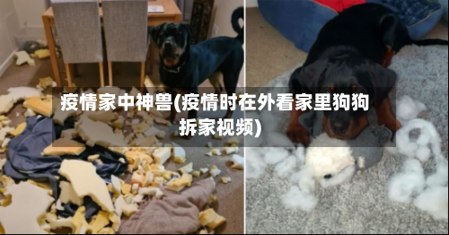 疫情家中神兽(疫情时在外看家里狗狗拆家视频)-第2张图片