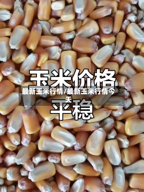 最新玉米行情/最新玉米行情今天