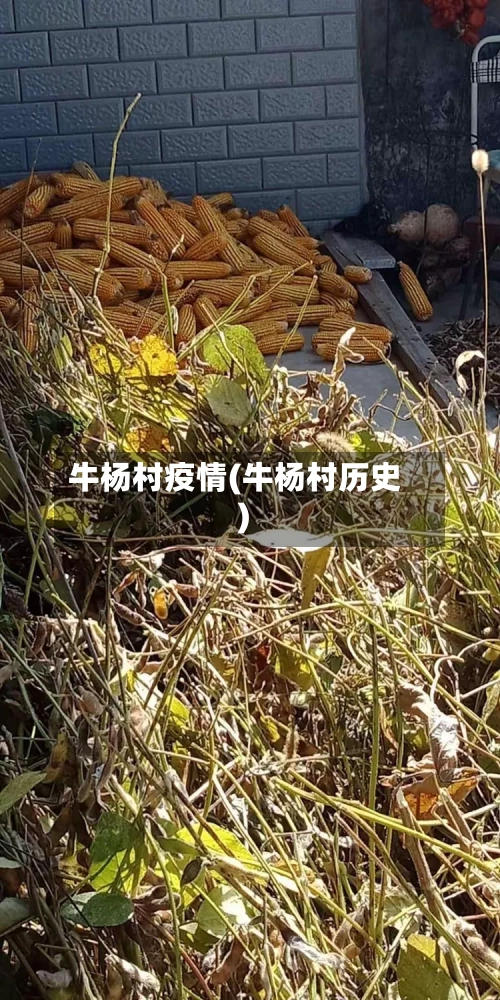 牛杨村疫情(牛杨村历史)