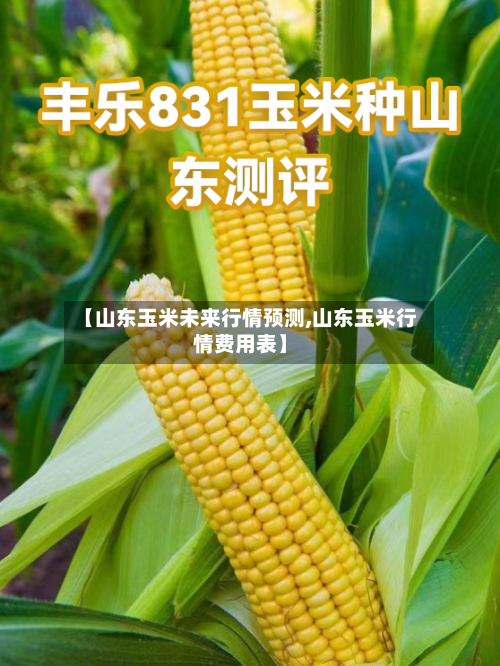 【山东玉米未来行情预测,山东玉米行情费用表】-第2张图片