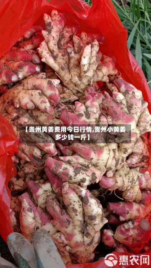 【贵州黄姜费用今日行情,贵州小黄姜多少钱一斤】-第2张图片