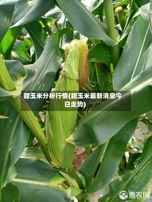 甜玉米分析行情(甜玉米最新消息今日走势)