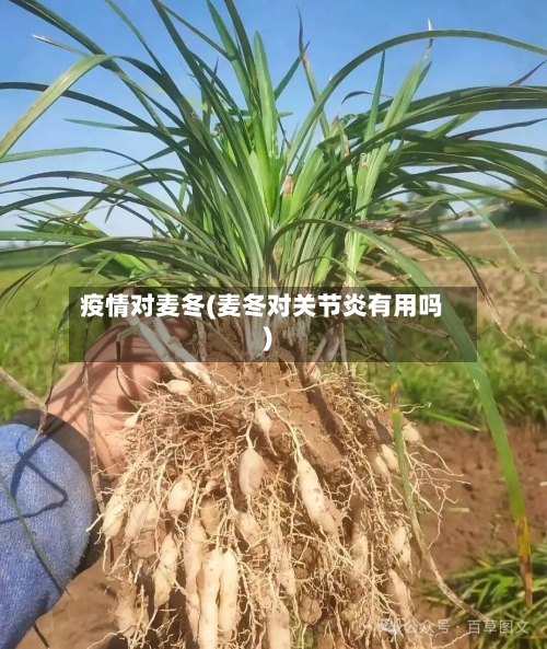 疫情对麦冬(麦冬对关节炎有用吗)