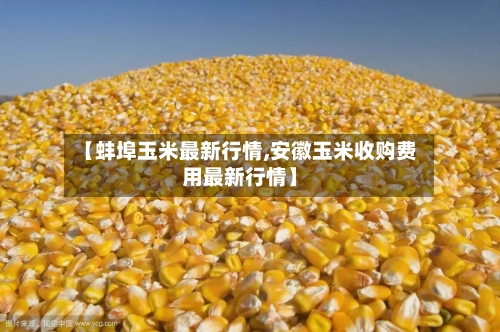 【蚌埠玉米最新行情,安徽玉米收购费用最新行情】