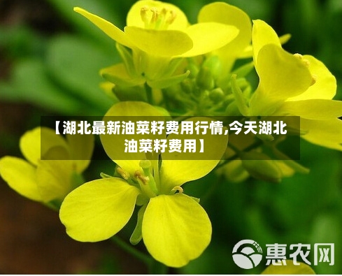 【湖北最新油菜籽费用行情,今天湖北油菜籽费用】