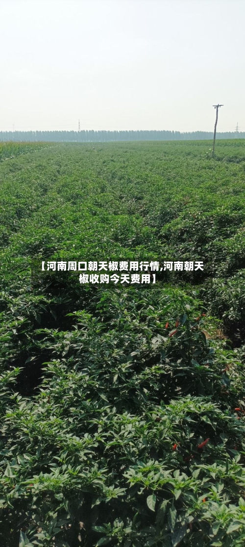 【河南周口朝天椒费用行情,河南朝天椒收购今天费用】