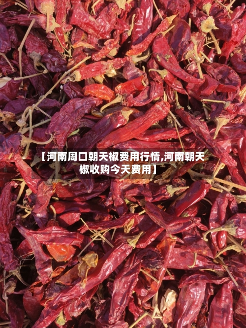 【河南周口朝天椒费用行情,河南朝天椒收购今天费用】-第3张图片