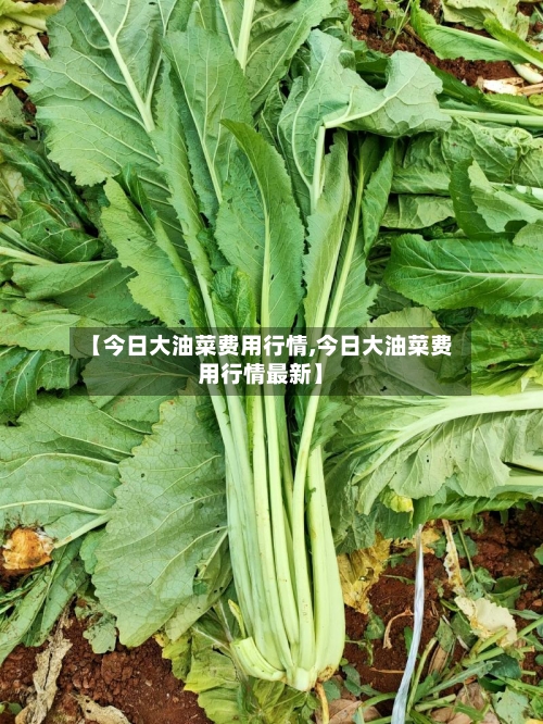【今日大油菜费用行情,今日大油菜费用行情最新】-第2张图片
