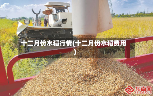 十二月份水稻行情(十二月份水稻费用)