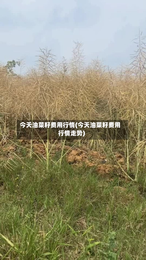 今天油菜籽费用行情(今天油菜籽费用行情走势)-第2张图片