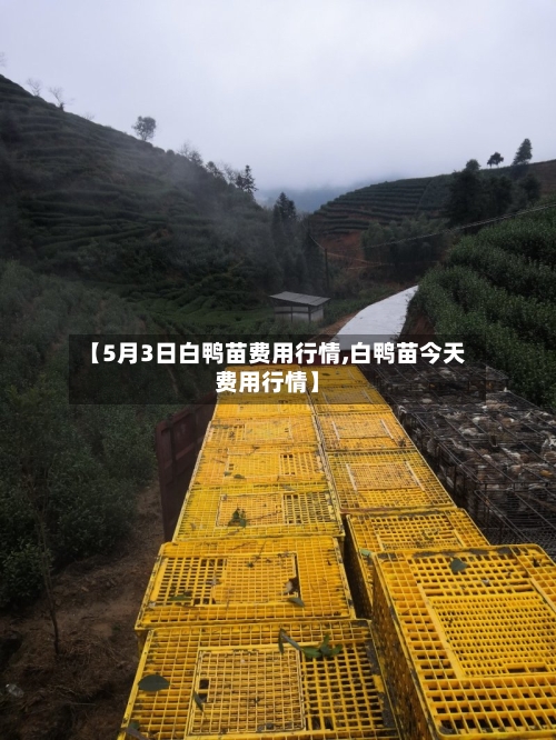 【5月3日白鸭苗费用行情,白鸭苗今天费用行情】