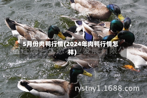 5月份肉鸭行情(2024年肉鸭行情怎样)-第2张图片
