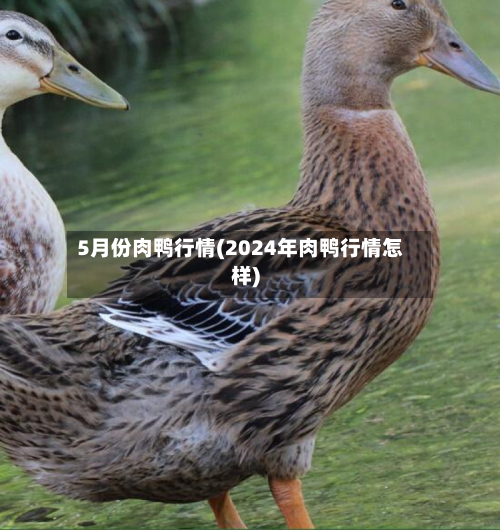 5月份肉鸭行情(2024年肉鸭行情怎样)-第3张图片
