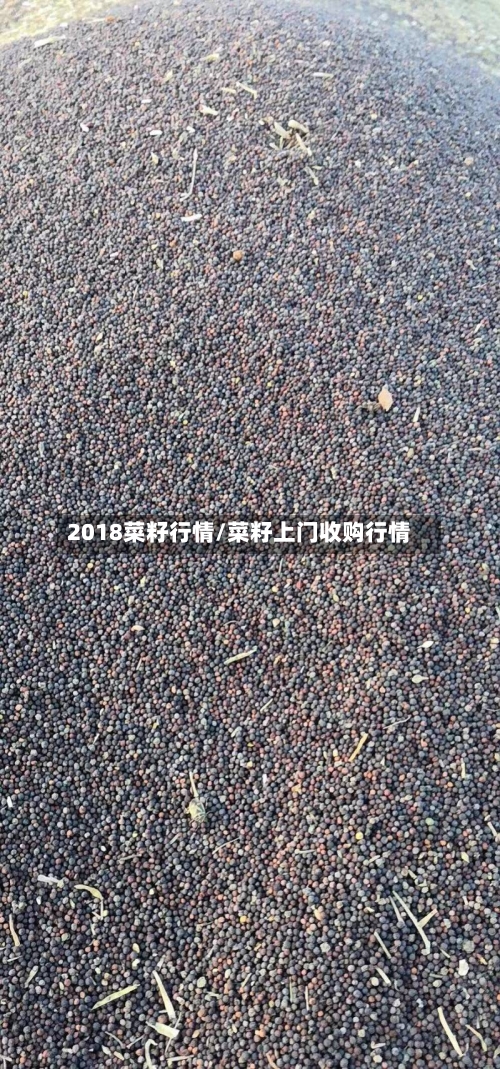 2018菜籽行情/菜籽上门收购行情-第2张图片