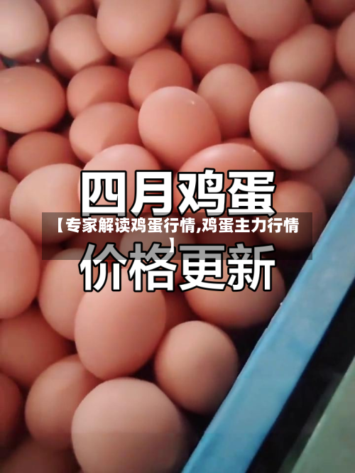 【专家解读鸡蛋行情,鸡蛋主力行情】