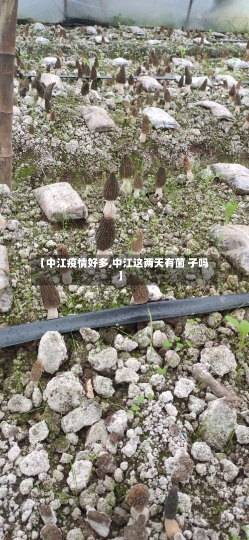 【中江疫情好多,中江这两天有菌 子吗】