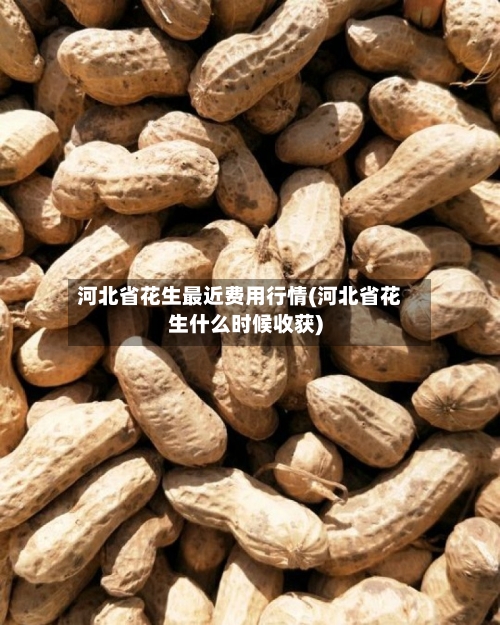 河北省花生最近费用行情(河北省花生什么时候收获)-第2张图片
