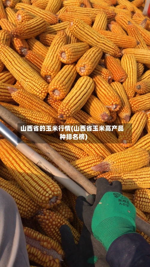 山西省的玉米行情(山西省玉米高产品种排名榜)