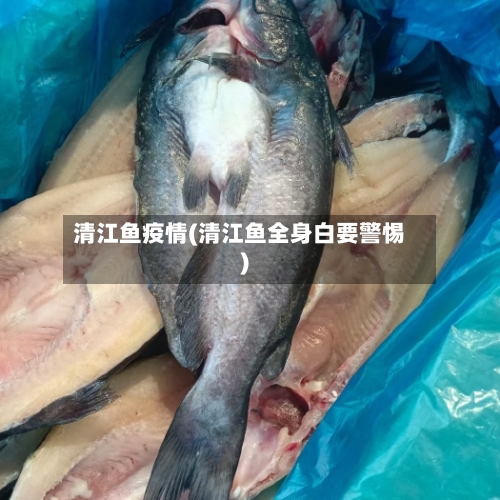 清江鱼疫情(清江鱼全身白要警惕)-第3张图片