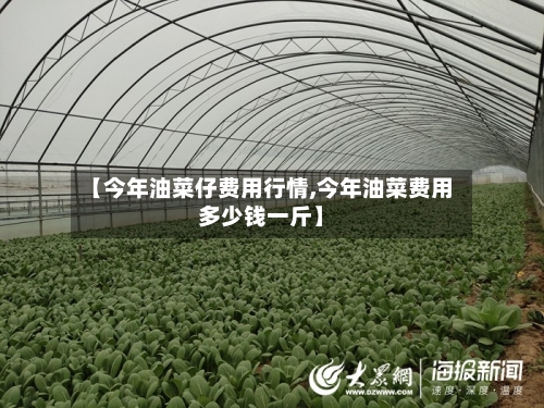 【今年油菜仔费用行情,今年油菜费用多少钱一斤】
