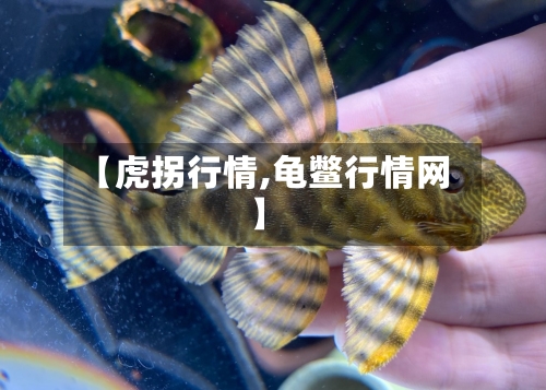 【虎拐行情,龟鳖行情网】-第2张图片
