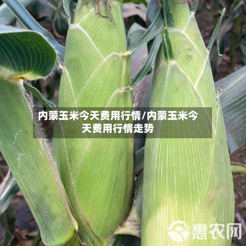 内蒙玉米今天费用行情/内蒙玉米今天费用行情走势-第2张图片